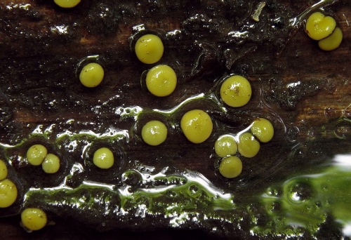 mihavka / míhavka tenkovýtrusá