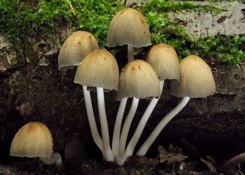 hnojník ligotavý / hnojník třpytivý