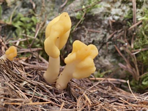 lopatička žltkastá / lopatička kyjovitá