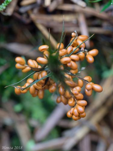 leskloplodka krehká / lesklík křehký