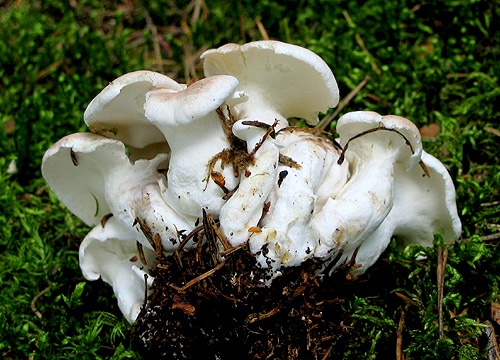 krásnopórovec ovčí / krásnopórka mlynářka