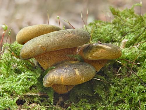 pňovka neskorá / pařezník pozdní