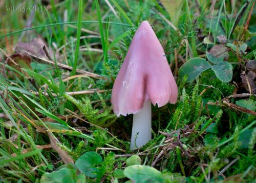 lúčnica ružovočervená / voskovka příjemná