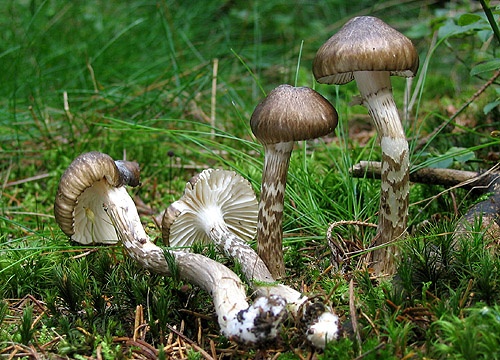 šťavnačka olivovohnedá / šťavnatka olivově bílá