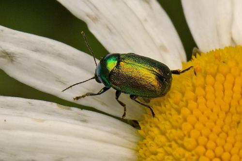 Chrysolina sp.