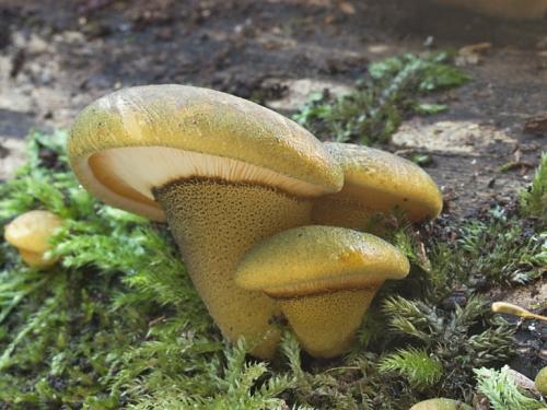 pňovka neskorá / pařezník pozdní