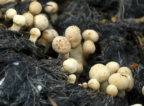 rohovinovka štíhla / kaziroh ovčí