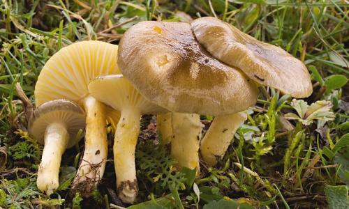 šťavnačka mrazová / šťavnatka pomrazka