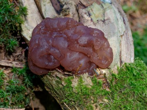 rôsolovka mozgovitá / mozkovka rosolovitá