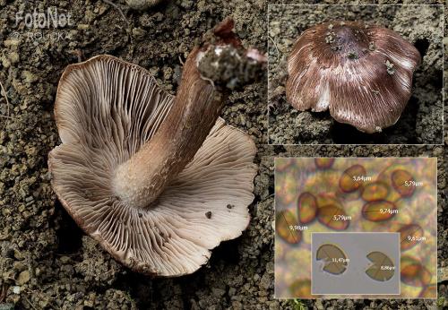 vláknica vínovohnedá / vláknice jurská