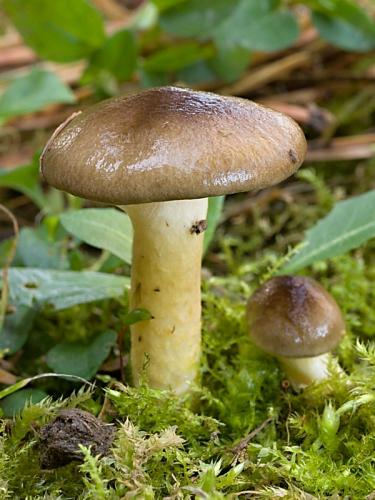 šťavnačka mrazová / šťavnatka pomrazka