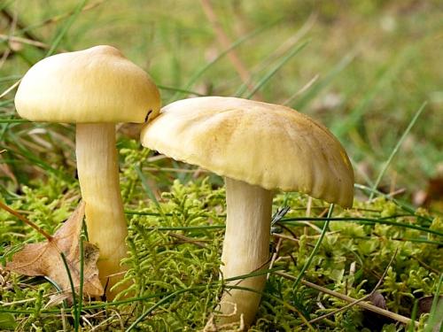 šťavnačka smrekovcová / šťavnatka modřínová