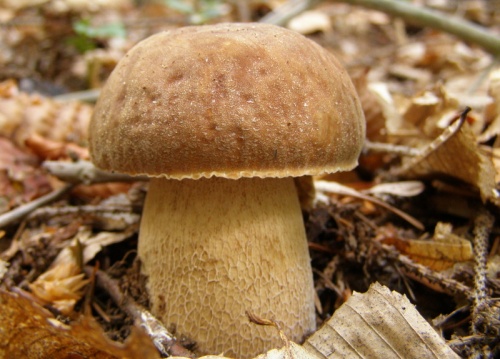 hríb dubový /hřib dubový