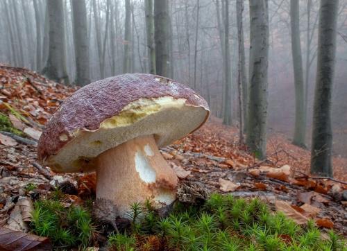 hríb sosnový / hřib borový
