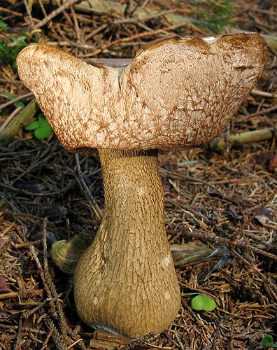 podhríb žlčový / hřib žlučník