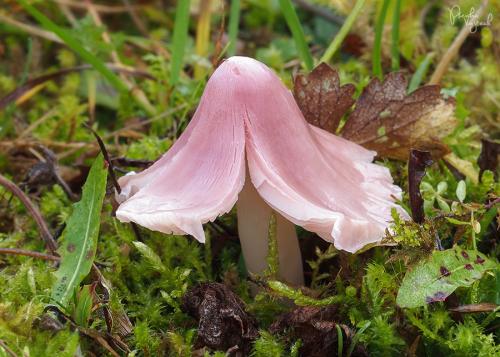 lúčnica ružovočervená / voskovka příjemná