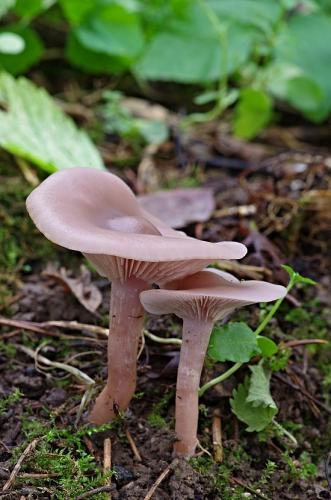 pôvabnica ružovkastá / čirůvka špinavá