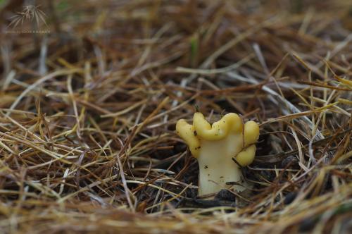 lopatička žltkastá / lopatička kyjovitá