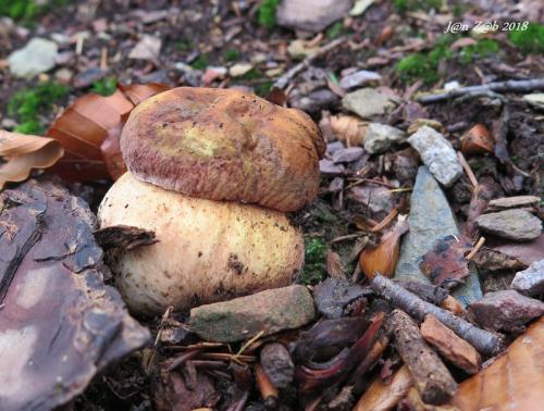 hríb sosnový / hřib borový