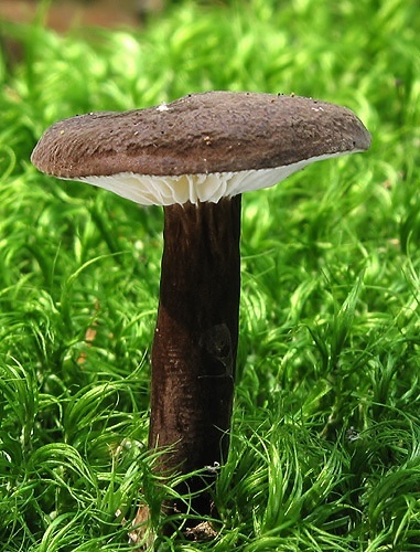 rýdzik čiernozamatový / ryzec černohlávek