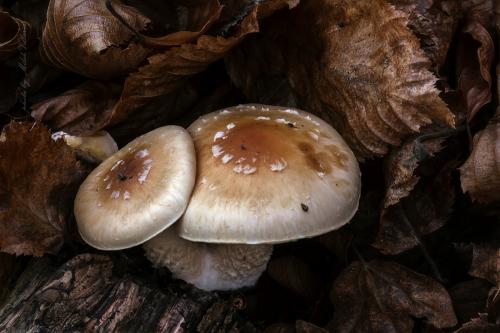 šupinovka hlinovookrová / šupinovka šedohlínová