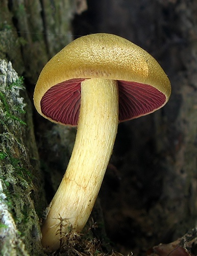 pavučinovec krvavolupeňový / pavučinec polokrvavý