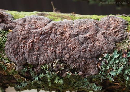 kornatka dubová / kornatka dubová