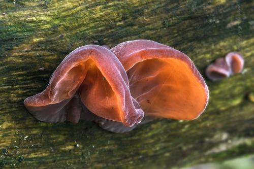 uchovec bazový / boltcovitka ucho Jidášovo