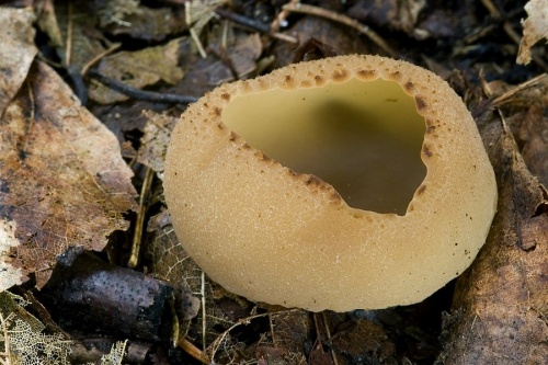 čiaška buková / řasnatka lesní