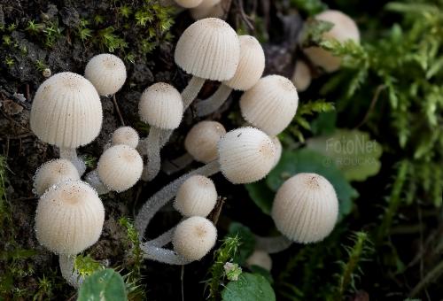 hnojník rozosiaty / hnojník nasetý