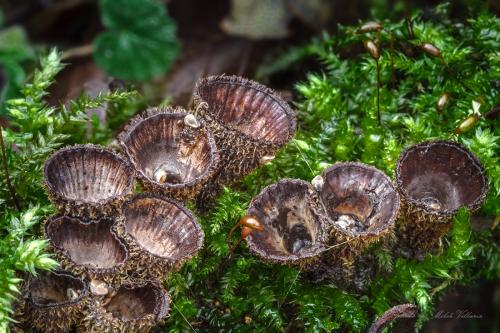 čiaškovec pásikavý / číšenka rýhovaná