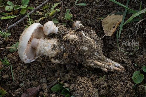 slzivka koreňujúca / slzivka kořenující