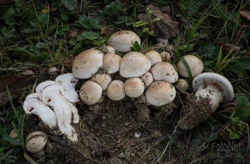 slzivka koreňujúca / slzivka kořenující