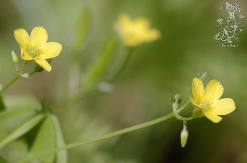 kysličkovec európsky