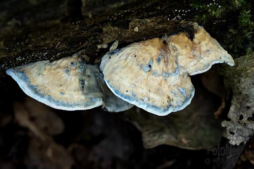 šťavnatec jelšový