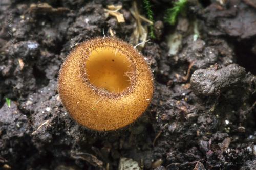 humária / bělokosmatka oranžová