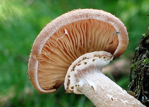 podpňovka smreková / václavka smrková