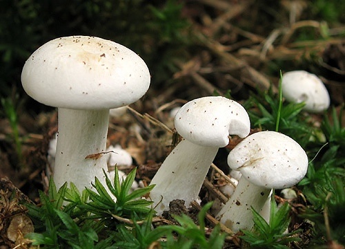 strmulec biely / líha srostlá
