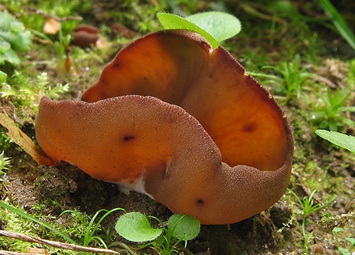 čiaška (bližšie neurčená)