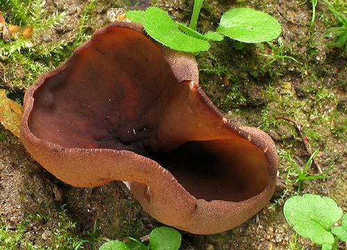 čiaška (bližšie neurčená)
