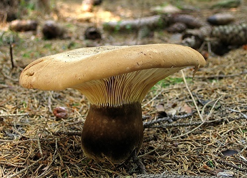 čechračka tmavohlúbiková / čechratka černohuňatá