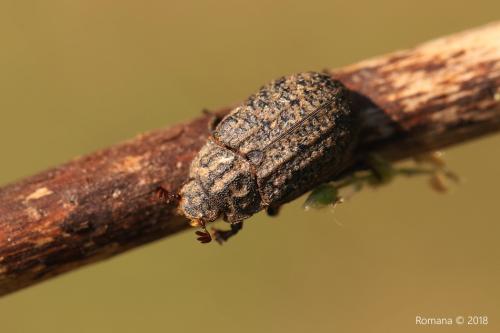 Trox sp.