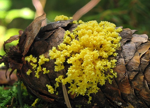 Fuligo muscorum