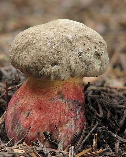 hríb červený / hřib kříšť