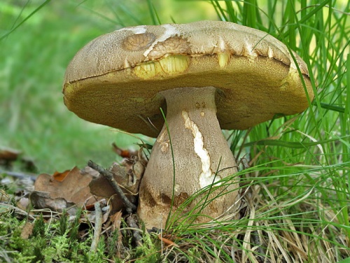hríb dubový /hřib dubový