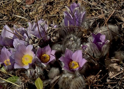 poniklec veľkokvetý