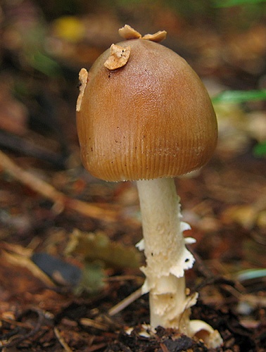 muchotrávka plavohnedá / muchomůrka plavá