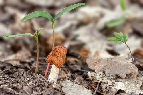 smrčkovec český / kačenka česká