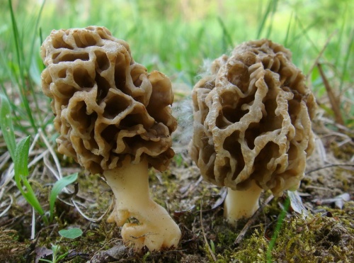 smrčok obyčajný / smrž jedlý