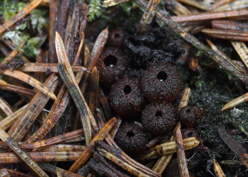 pakorienkovka čierna / ohnivec černý